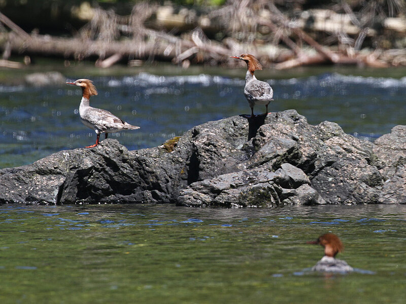 Common Merganser3.jpg