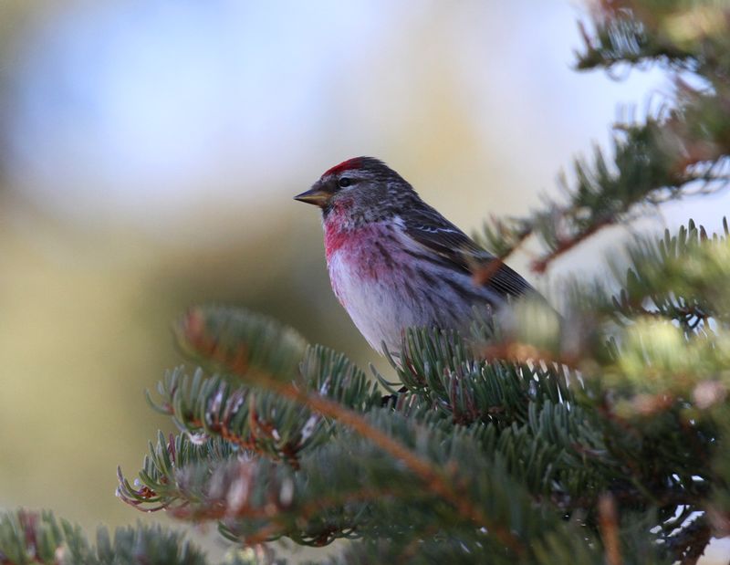 Common Redpoll.jpg