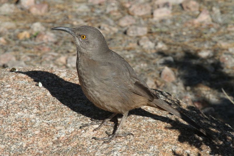 Curve-billed Thrasher2.jpg