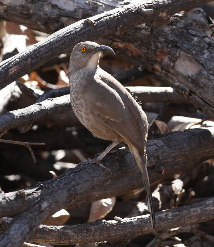 Curve-billed Thrasher4.jpg