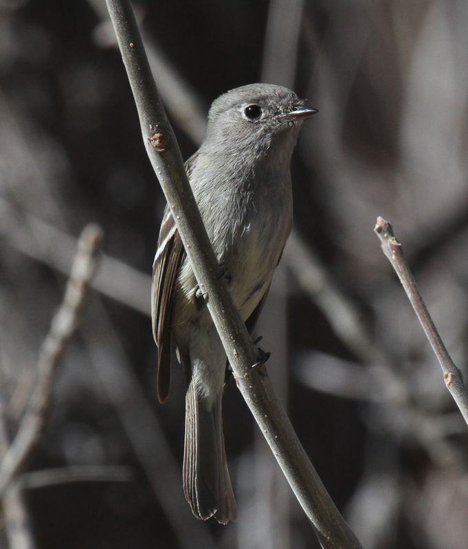 Dusky Flycatcher.jpg