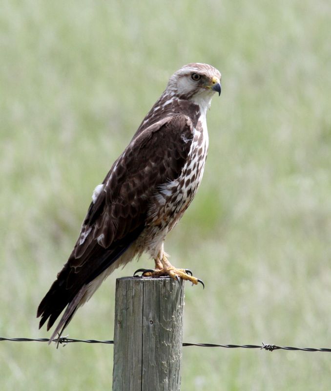 Ferruginous Hawk.jpg