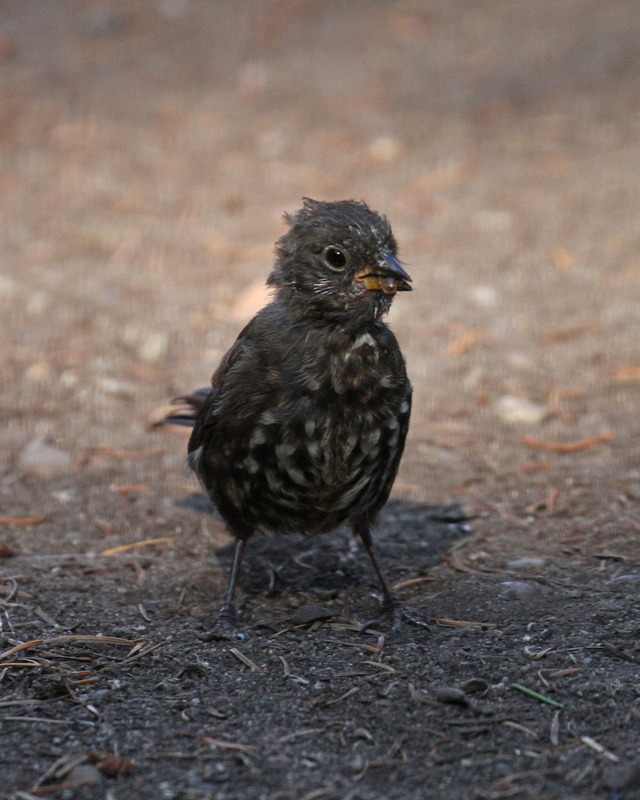 Fox Sparrow juvenile.jpg