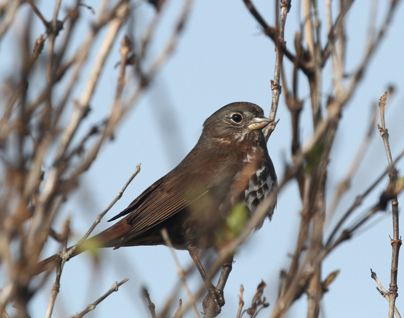 Fox Sparrow2.jpg