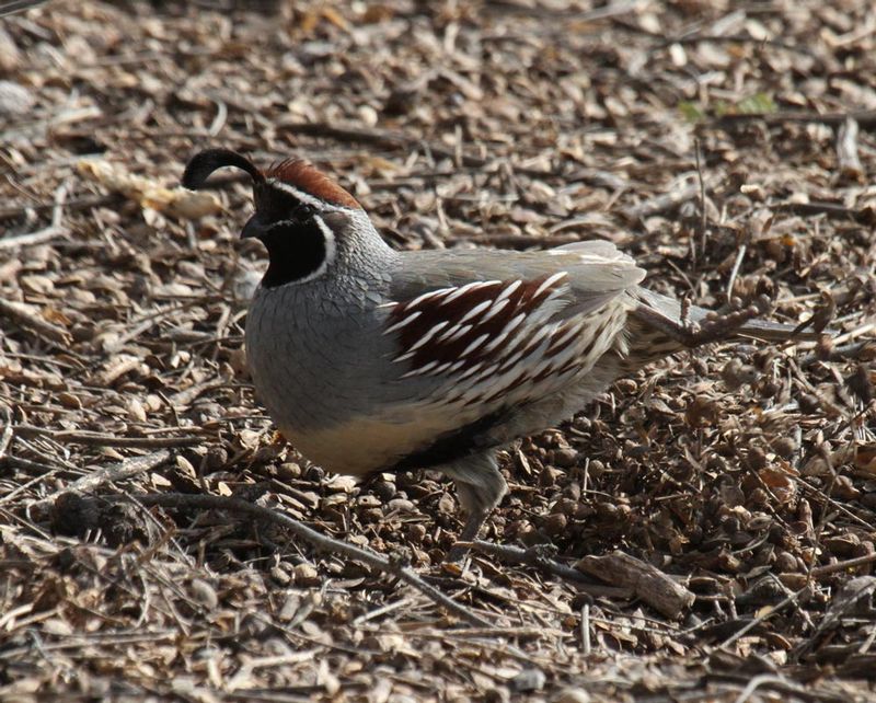Gambels Quail.jpg