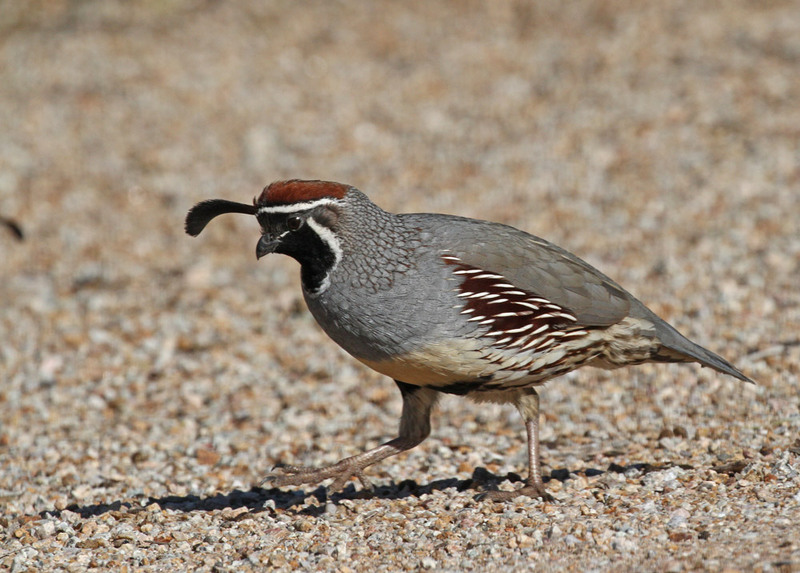 Gambels Quail3.jpg