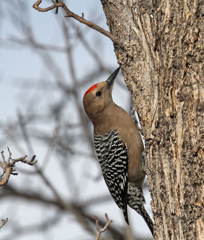 Gila Woodpecker 4.jpg