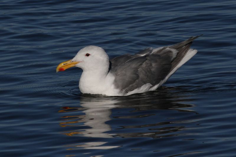 Glaucous-winged Gull 3.jpg