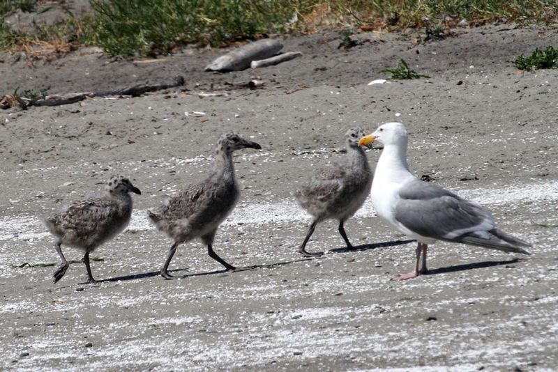 Glaucous-winged Gull imm 3.jpg :: The GW Gull family enjoys a day at the beach.