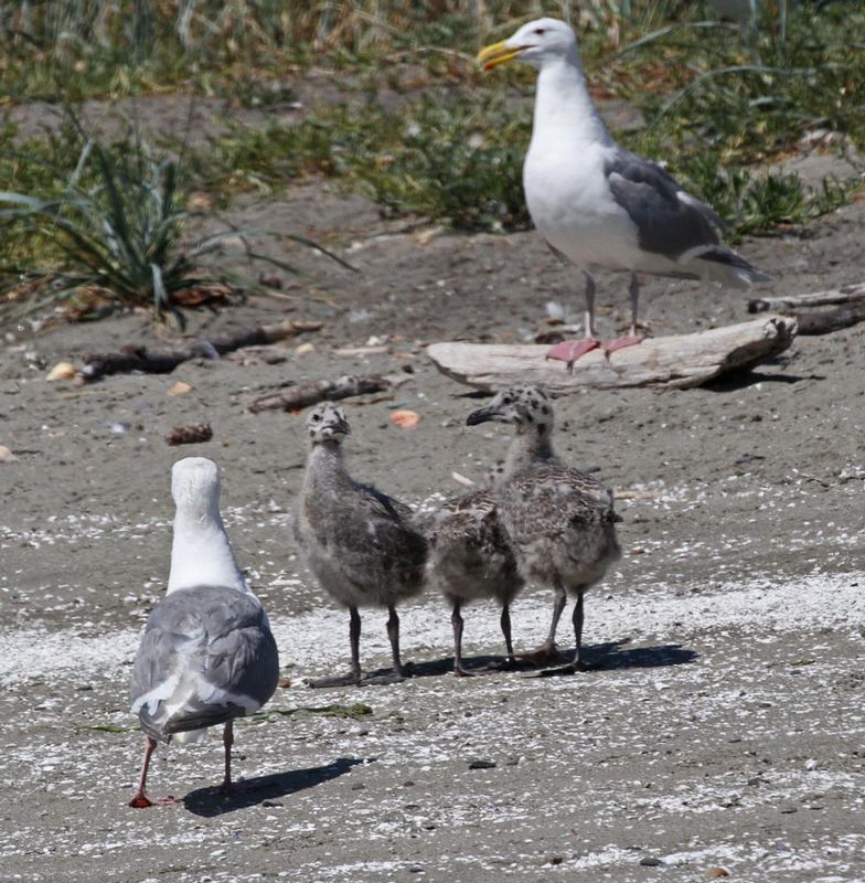 Glaucous-winged Gull imm 4.jpg :: The GW Gull family enjoys a day at the beach.