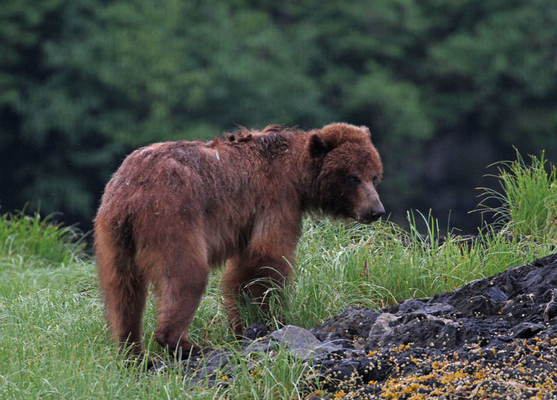 Goulding Grizzly.jpg