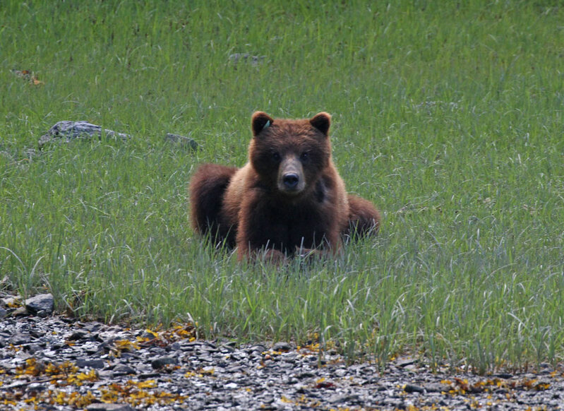 Goulding Grizzly3.jpg