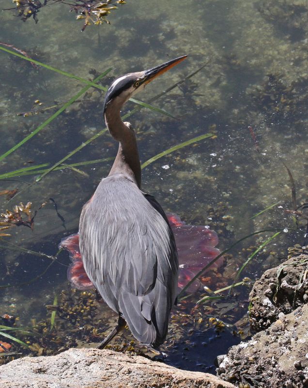 Great Blue Heron 6.jpg