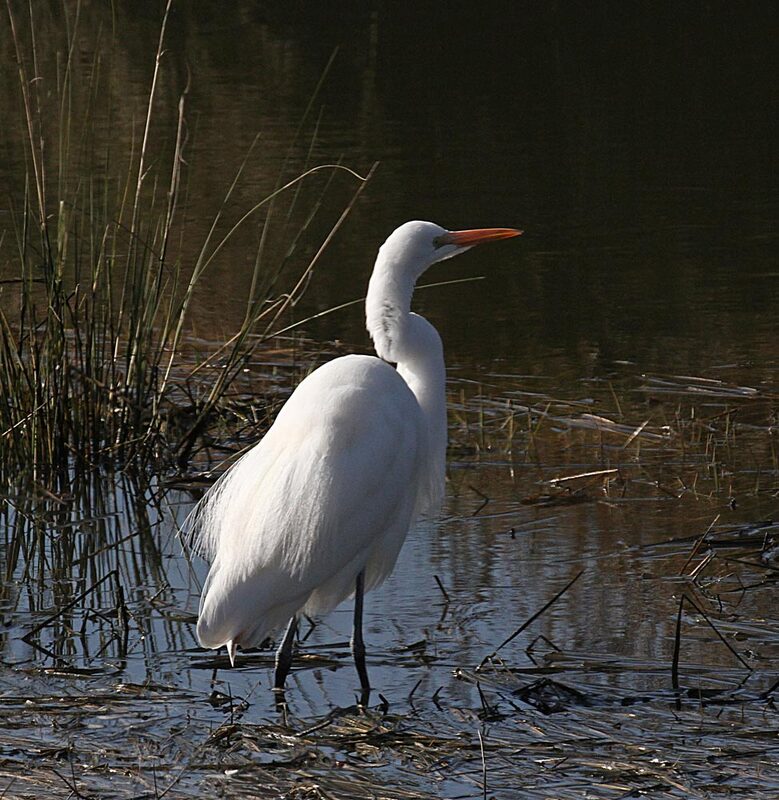 Great Egret3.jpg