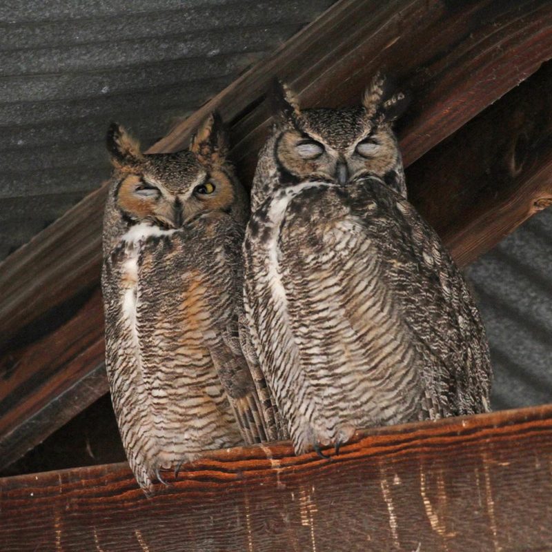 Great Horned Owl5.jpg