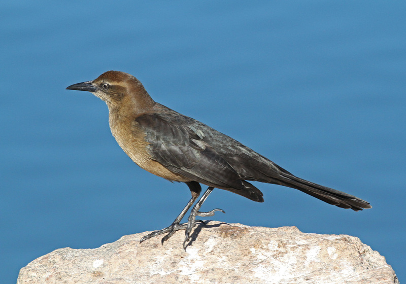Great-tailed Grackle3.jpg
