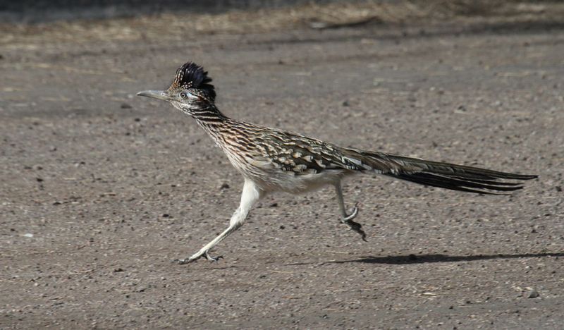 Greater Roadrunner.jpg