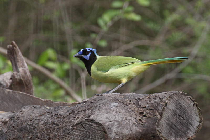 Green Jay3.jpg
