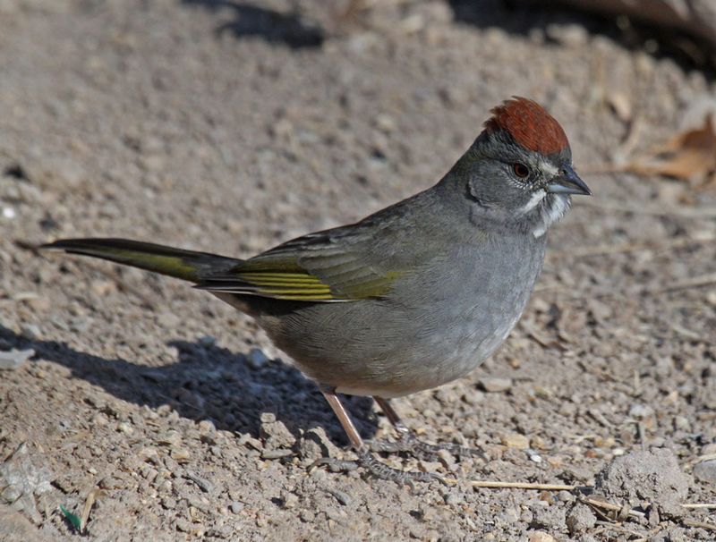 Green-tailed Towhee1.jpg
