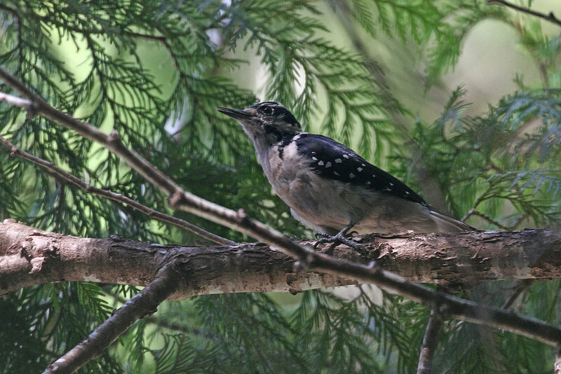 Hairy Woodpecker 4.jpg