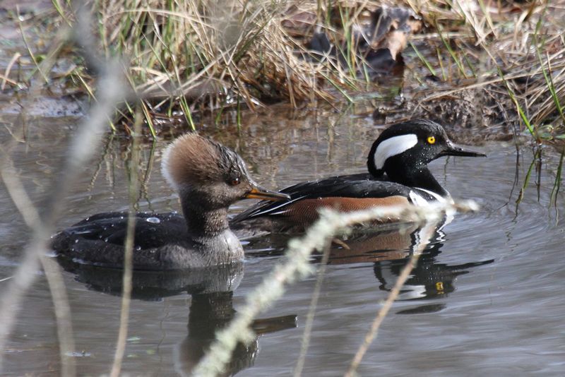 Hooded Merganser 1.jpg