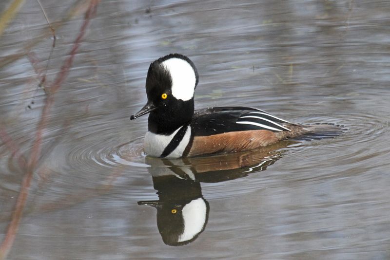 Hooded Merganser 2.jpg