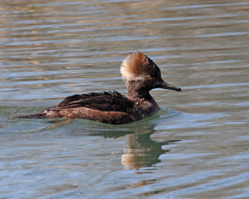 Hooded Merganser3.jpg