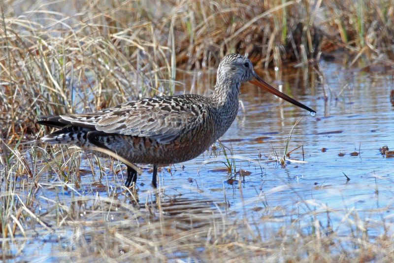 Hudsonian Godwit.jpg