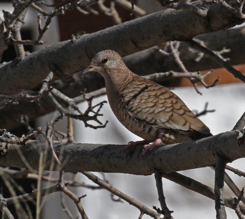 Inca Dove3.jpg