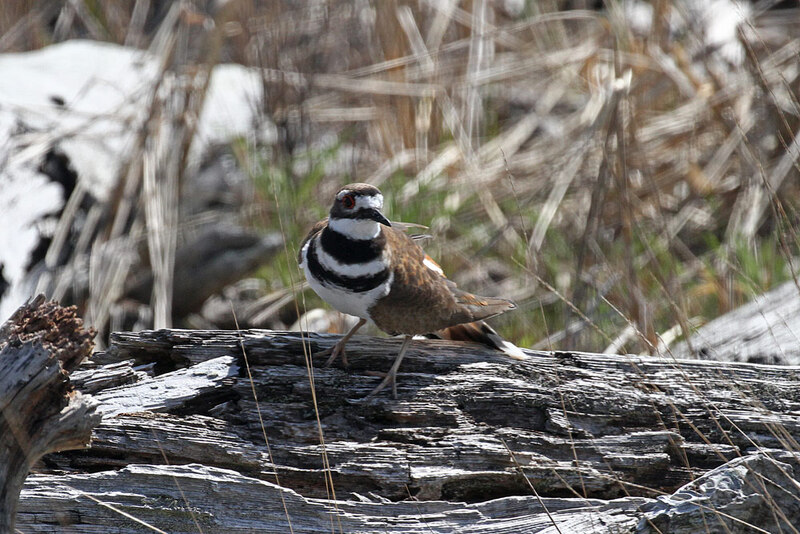 Killdeer 5.jpg