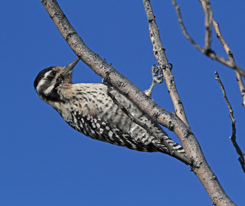 Ladder-backed Woodpecker 2.jpg