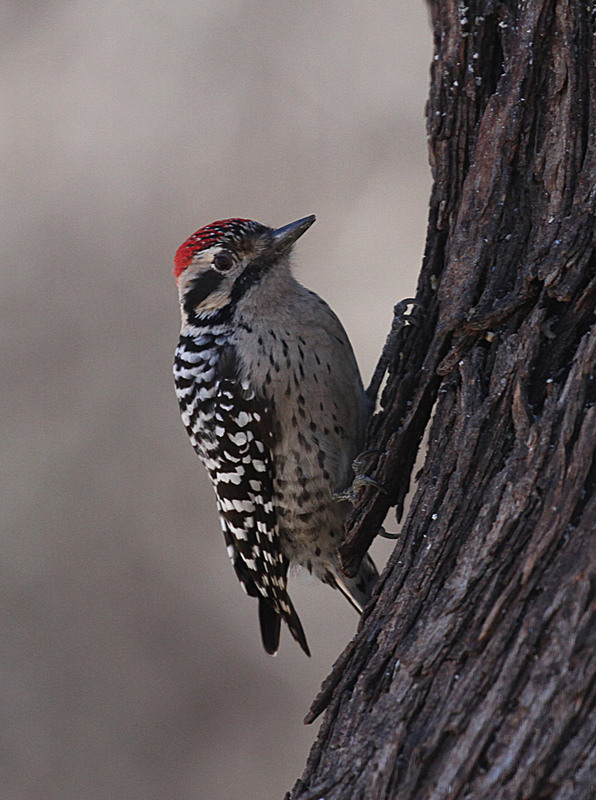 Ladder-backed Woodpecker3.jpg