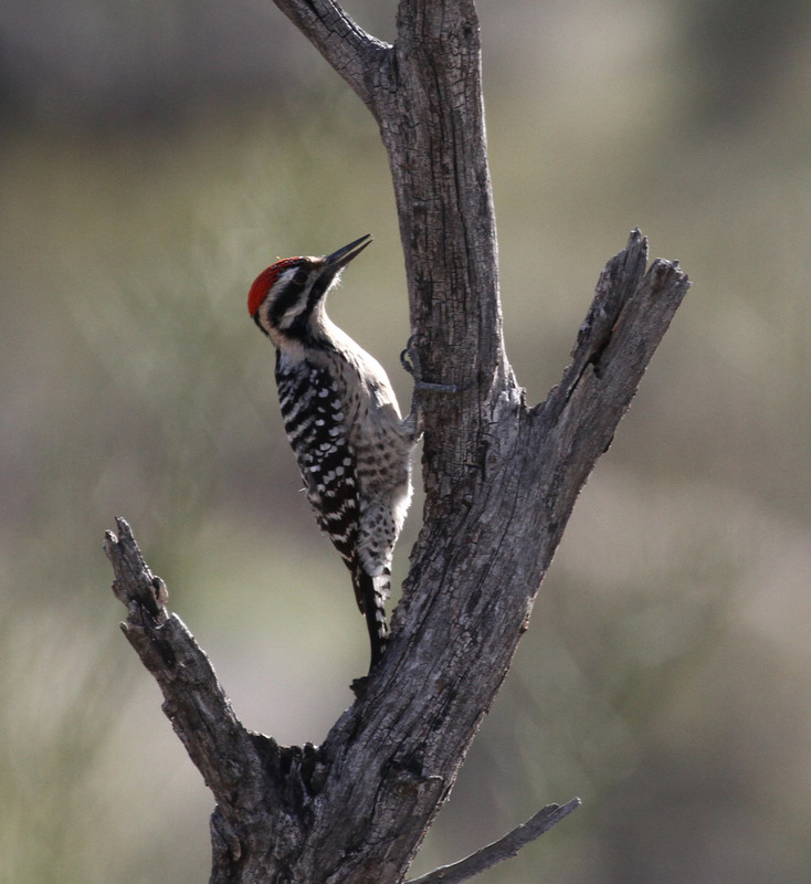 Ladder-backed Woodpecker4.jpg