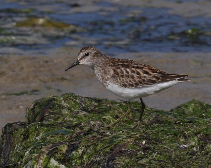 Least Sandpiper 2.jpg