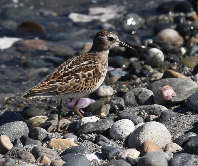 Least Sandpiper 3.jpg