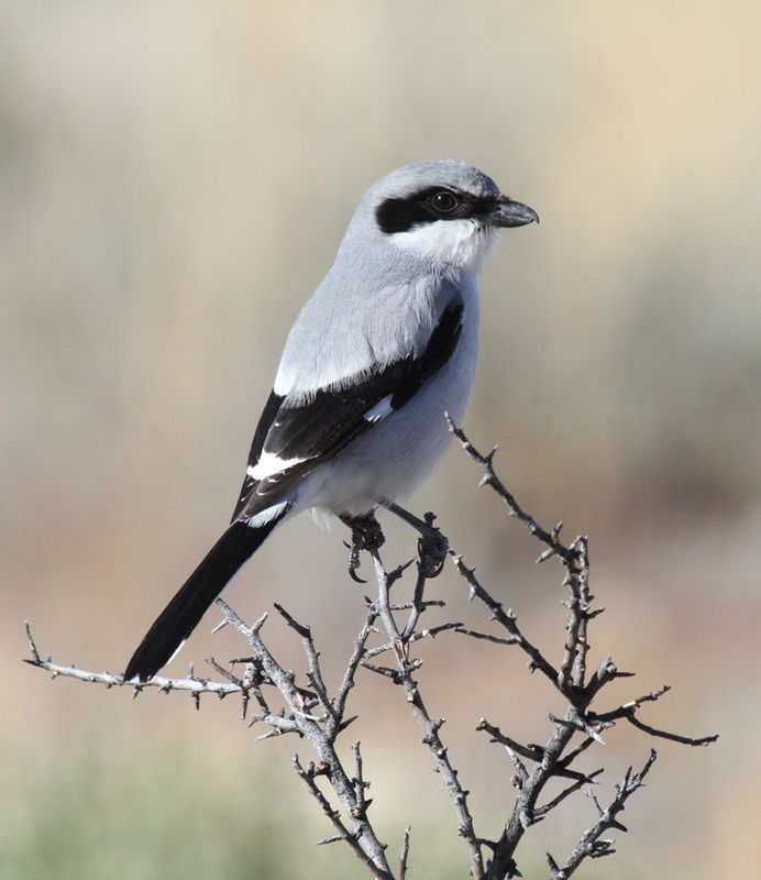 Loggerhead Shrike2.jpg