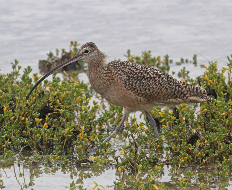 Long-billed Curlew2.jpg