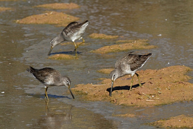 Long-billed Dowitcher 2.jpg