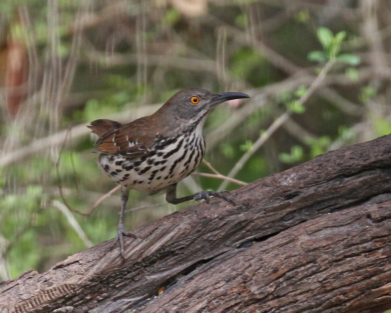 Long-billed Thrasher2.jpg