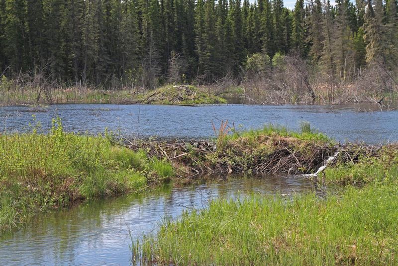 MAN Beaver Dam and Lodge.jpg