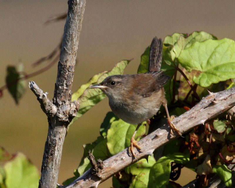 Marsh Wren.jpg
