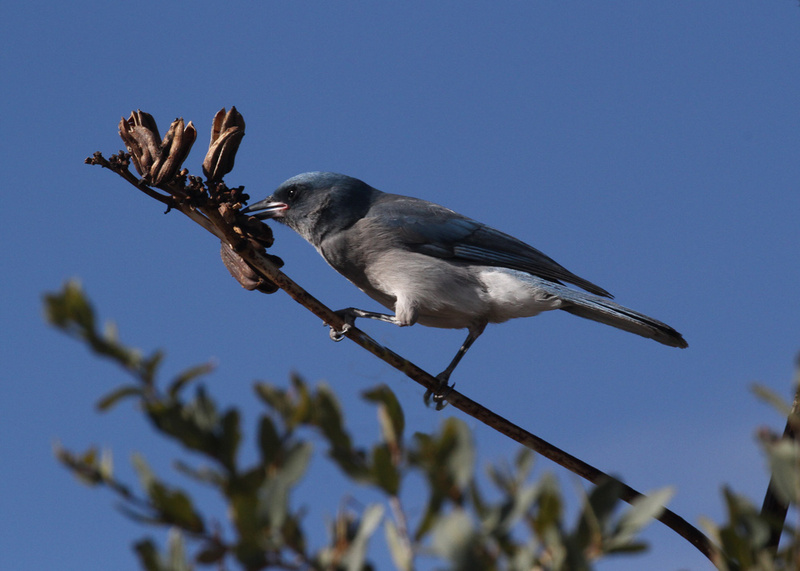 Mexican Jay 5.jpg