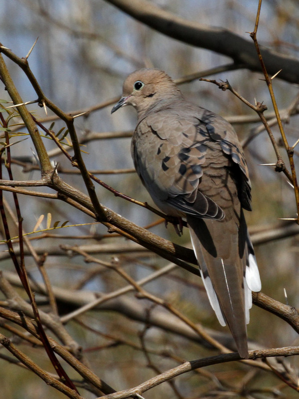 Mourning Dove 2.jpg