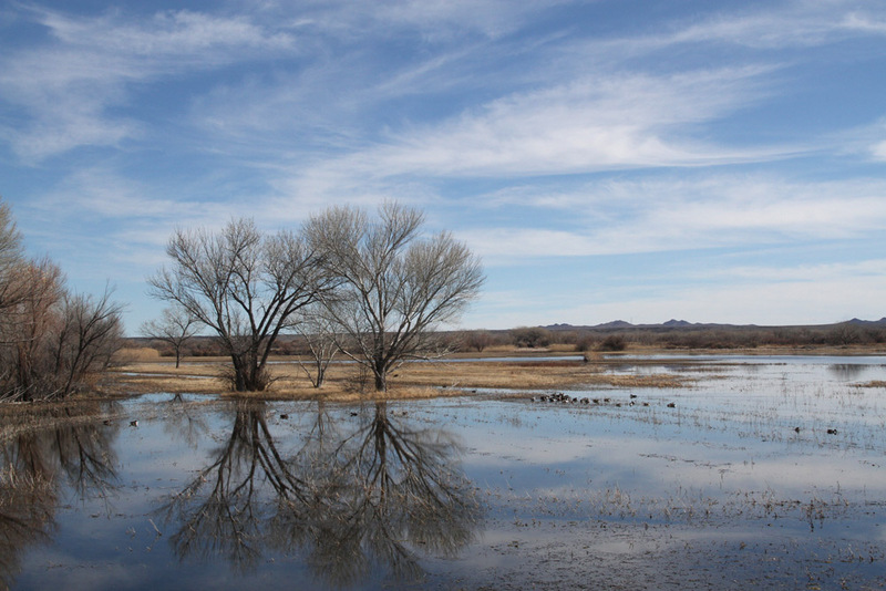 NM Bosque del Apache3.jpg