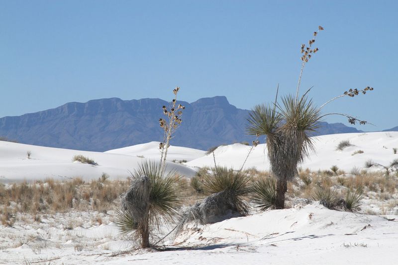 NM White Sands 3.jpg :: White Sands National Monument, New Mexico
