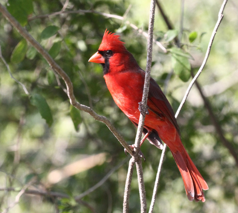 Northern Cardinal4.jpg