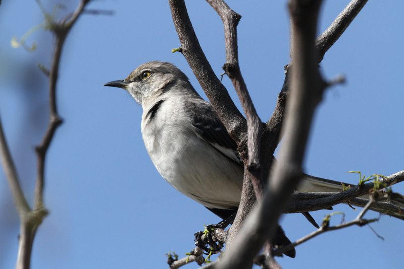 Northern Mockingbird3.jpg
