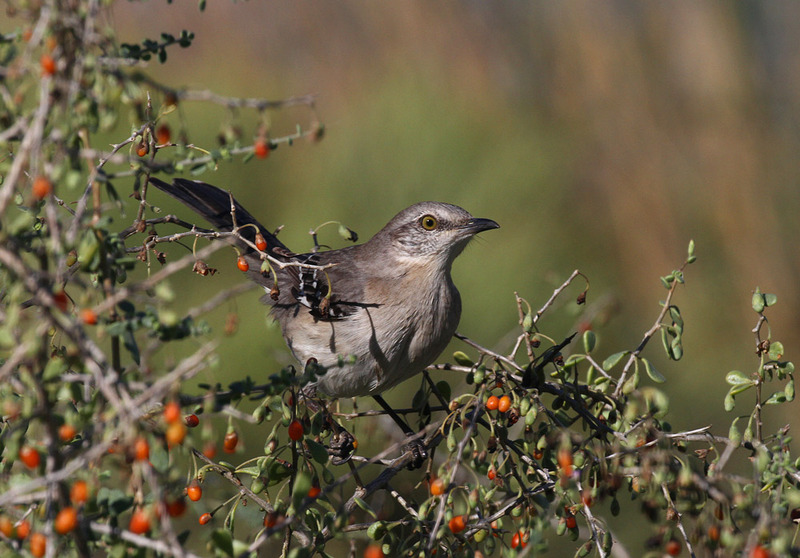 Northern Mockingbird4.jpg