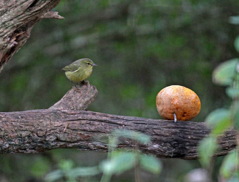 Orange-crowned Warbler2.jpg