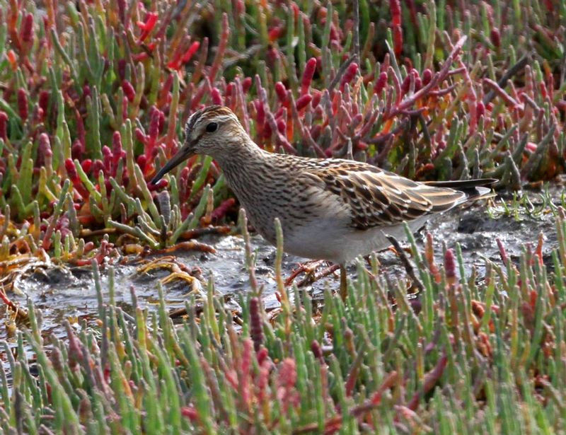 Pectoral Sandpiper.jpg
